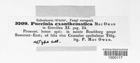 Puccinia exanthematica image